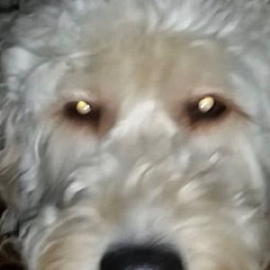 Meet your Posher, Griffin